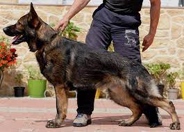 Protection Dogs By Cpi For Sale German Shepherd Puppies