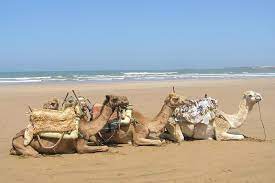 Best price and money back guarantee! Spacetraveller Activity Camel Ride On The Beach Of