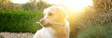The veterinarians at animal medical center specialize in compassionate, progressive small animal veterinary medicine. Austintown Veterinary Clinic Youngstown Veterinarians