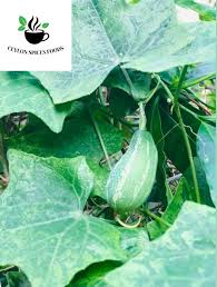 Image result for Coccinia grandis