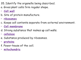 Gives plant cells their shape. 7th Grade Cells Review Ppt Video Online Download