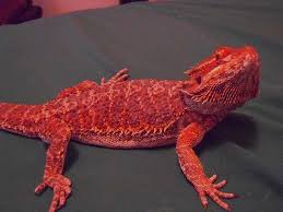 A Guide To Bearded Dragon Mutations And Genetic Traits — Herebdragons.Com