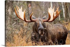 The moose rut or breeding season begins in the early fall around the end of september and into the first part of october. Bull Moose In Rutting Season Wall Art Canvas Prints Framed Prints Wall Peels Great Big Canvas