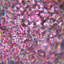 Cross section human skin tissue under microscope view for education. Uhandy Mobile Microscope On Twitter Apple Skin Looks Amazing Under Microscope Uhandy Mobilemicroscope Microscope Apple Amazing Colourful