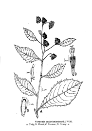 Image result for Vernonia anthelmintica