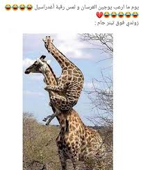صور لشخصيات توبازيوس صور بلا هدف Cute Animals Lds Memes Animals