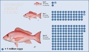 Mangrove snappers can be spotted in springs/spring fed rivers near the coast including homosassa, chassahowitzka. History Of Management Of Gulf Of Mexico Red Snapper Noaa Fisheries