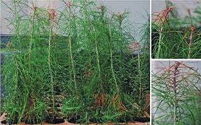 Image result for Setaria lindenbergiana