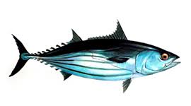 All Types Of Tuna Tuna Species Guide