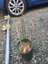 カサブランカの花後 茎と葉を残して葉が枯れるまで追肥をしていました Yahoo 知恵袋