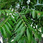 Image result for Cedrela