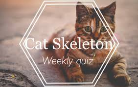 There is a printable worksheet available for download here so you can take the quiz with pen and paper. Cat Skeleton Weekly Quiz á¯eterinary á—°edicine Amino