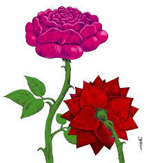 Pink flowers also embody the characteristics of women. What Dream About Pink Roses Means