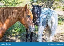 Horse threesome