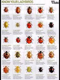 Pin By Kim Wilkins On Flowers Plants And Garden Bugs And Insects Insects Ladybird