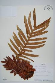 Image result for Drynaria volkensii