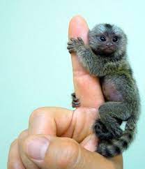 The Definitive Collection Of Finger Monkeys Cute Animals Animals Beautiful Baby Animals