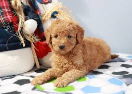 Check spelling or type a new query. Buy Cheap Goldendoodle Puppies For Sale Near Me Goldendoodle Puppy For Sale Goldendoodle Puppy Puppies For Sale