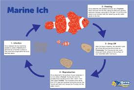The Life Cycle Of Marine Ich Cryptocaryon Irritans Marine Depot Blog Marine Fish Marine Saltwater Aquarium
