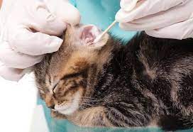 How To Treat Ear Infection In Dog How To Treat Ear Infection In Cat Cat Ear Infections Clean Cat Ears Cat Care