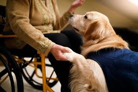 Training a service animal is a huge investment of time and effort on the part of these agencies. What Are The Different Types Of Service Dogs Uds Foundation