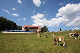 Cabana trei brazi este o locatie care imbina stilul rustic cu cel modern. Cabana Trei Brazi Predeal