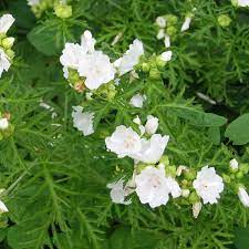 Høje, trives bedst solrigt i almindelig havejord, planten har lysegrønne blade. Katost Moskus Hvid Malva Moschata