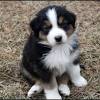 With thousands of buggs puppies for sale and hundreds of buggs dog breeders, you're sure to find the perfect buggs puppy. 1