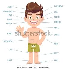 Parts of a computer these printable worksheets can be used to teach students about the parts of a computer, including the mouse, cpu, keyboard, printer, and router. Boy Body Parts Diagram Poster Royalty Free Stock Photo 615208325 Avopix Com