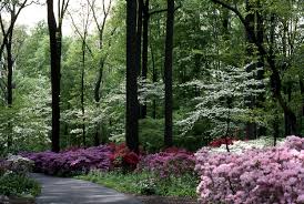 Dogwood Trees Garden In The Woods Azaleas Garden Winterthur Gardens