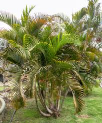 Image result for Danthoniopsis acutigluma