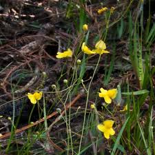 Image result for Utricularia subulata