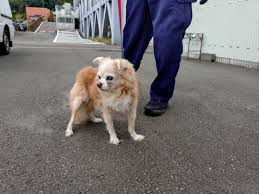 追記】 解決！ はちボラ 人吉保健所 迷子犬！ | 高野由磨子（有美子）のブログ