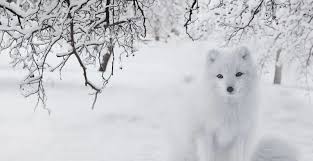 We did not find results for: White Things 75 Things That Are White In Color Naturally