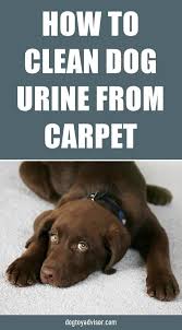 Need Tips On How To Get Urine Spots Out Of Your Carpet Luckily There Are Relatively Quick Ways To Remove Dog Urine From Ca Dog Urine Urinal Dog Pee On Carpet
