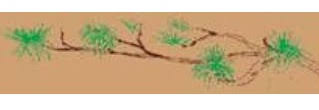 Our product is extremely attractive and. Florida Pine Straw