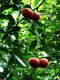 Image result for Tabernaemontana inconspicua