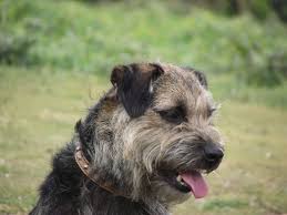 Black And Brown Terrier Dog Handsome Charlie Black And Tan Border Terrier Border Terrier Brown Dog Best Dog Breeds