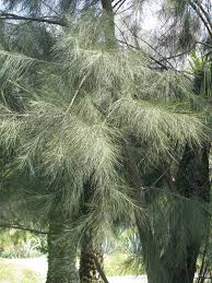 Image result for Casuarina junghuhniana