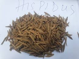 Image result for Strophanthus kombe