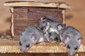 Wer siebenschläfer im haus hat und die putzigen kobolde nicht dulden Siebenschlafer Quirlige Poltergeister Wildtierhilfe Wien