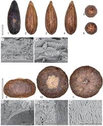Image result for Metteniusaceae