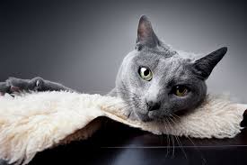 Learn more about their health, history and more. Fun Facts About Russian Blue Cats