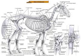 anatomy of the horse bones muscles 1 chart