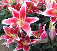 Top 10 Cut Flowers To Grow At Home Thompson Morgan Listed below are the individual summary the three principal types of fresh cut flowers produced in the united states and the world are roses. top 10 cut flowers to grow at home