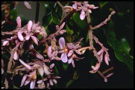 Image result for Rhynchosia micrantha