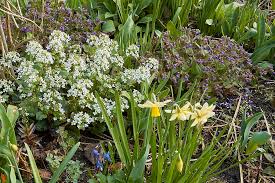 Image result for Pachycarpus firmus