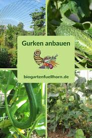 Der Anbau Von Gurken Gurken Anbauen Biogarten Und Krautergarten Design