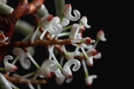 Image result for Rhipidoglossum burttii