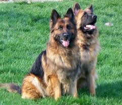 We are pet loving family. German Shepherd Information Puppies For Adoption In Ny German Shepherd Dogs Shepherd Dog German Shepherd